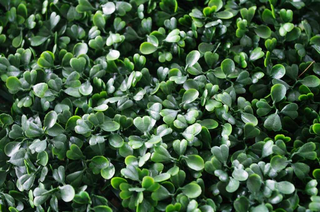 A 1m x 1m UV stabilized artificial boxwood hedge panel, showcasing its lush green foliage and realistic appearance, ideal for indoor and outdoor decoration.