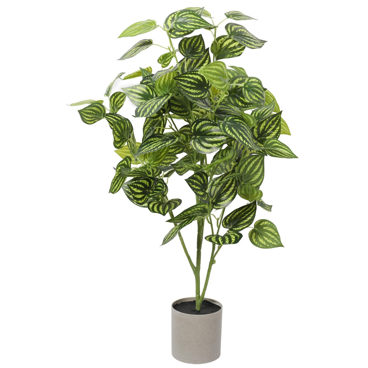 Bright Mixed Philodendron Plant 70cm with variegated green and yellow leaves in a stylish geometric pot, perfect for indoor decor.