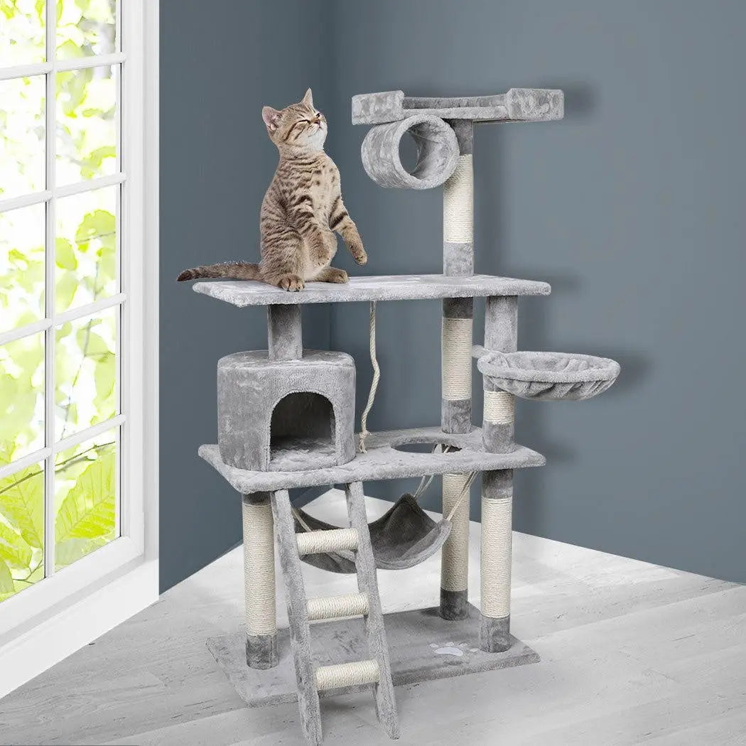 Cat on multi-level cat tree.