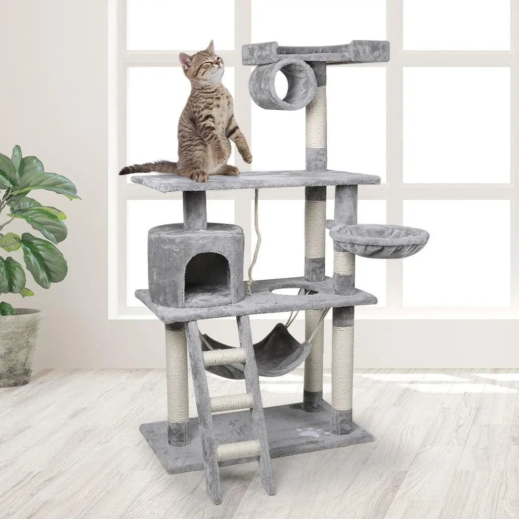 Cat on a multi-level cat tree