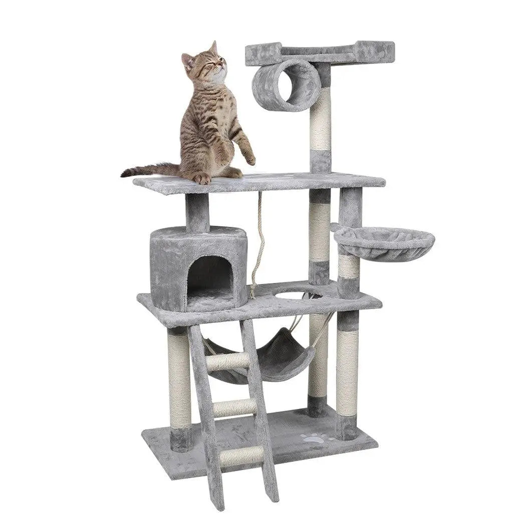 Cat on multi-tier cat tree.