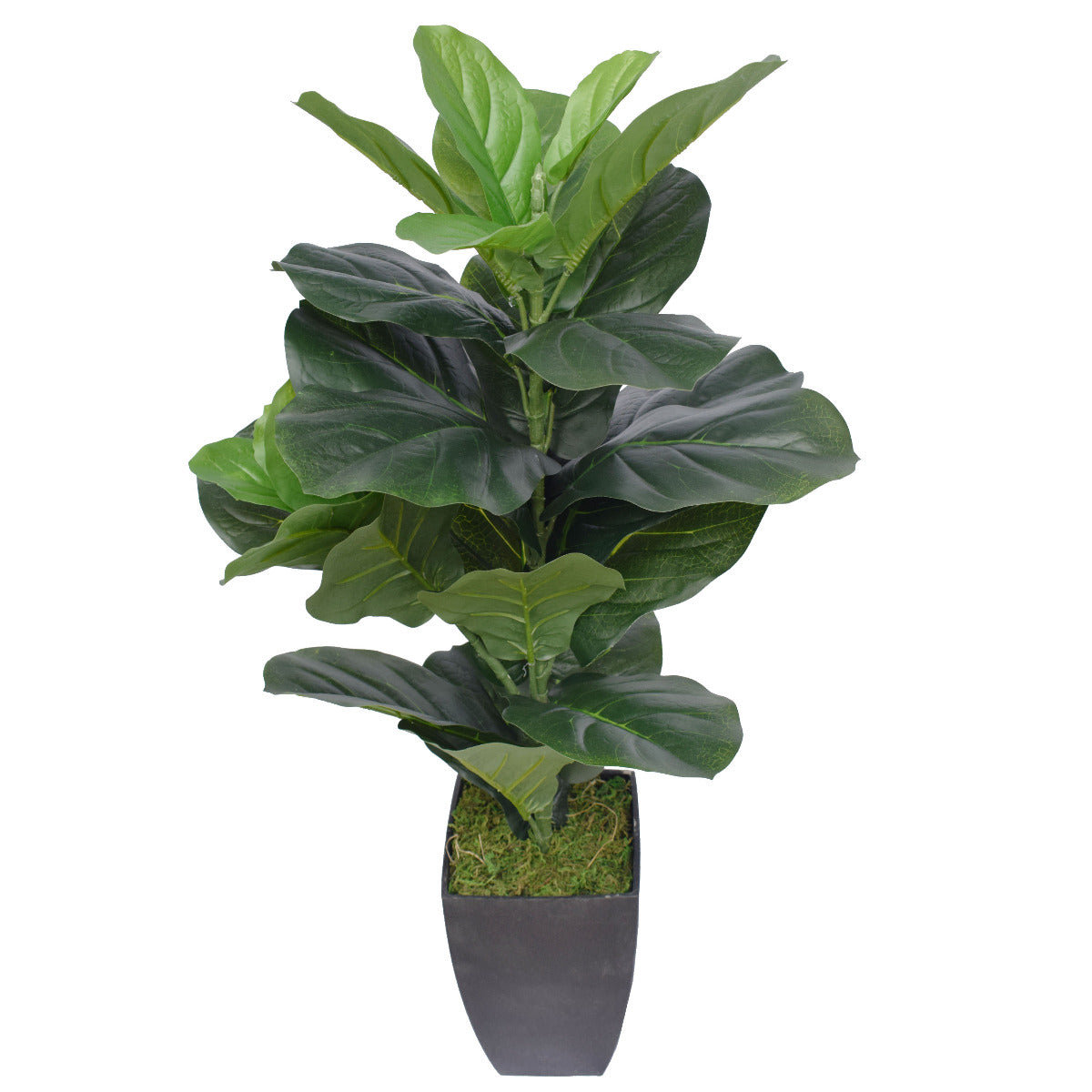 70cm Dense Fiddle Leaf Fig Tree in a black pot, showcasing lush green leaves and a realistic trunk.