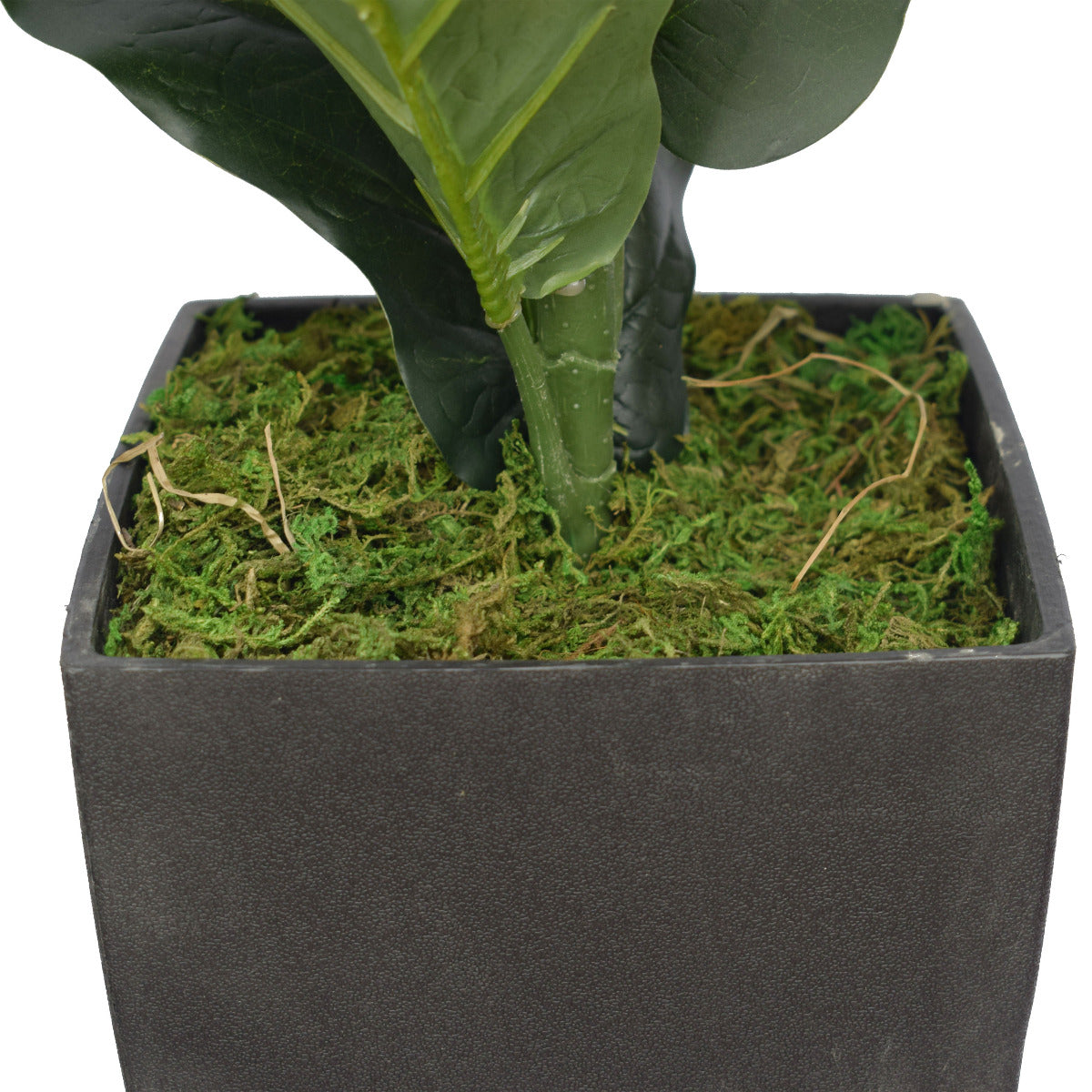 70cm Dense Fiddle Leaf Fig Tree in a black pot, showcasing lush green leaves and a realistic trunk.