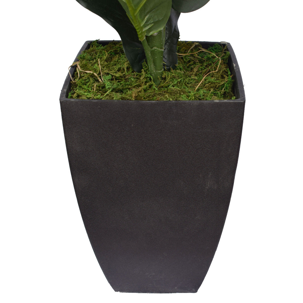 70cm Dense Fiddle Leaf Fig Tree in a black pot, showcasing lush green leaves and a realistic trunk.