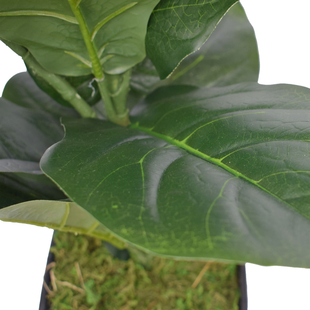 70cm Dense Fiddle Leaf Fig Tree in a black pot, showcasing lush green leaves and a realistic trunk.