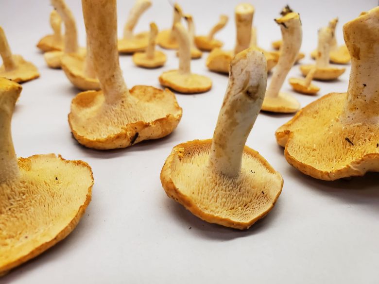 Fresh Hedgehog Mushrooms with a slightly spicy flavor, showcasing their unique texture and color.