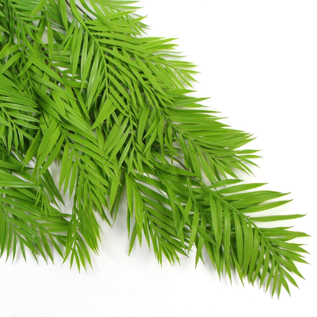 A vibrant Hanging Fresh Green Bamboo Leaf Fern, showcasing lush green leaves and a long stem, perfect for indoor and outdoor decoration.