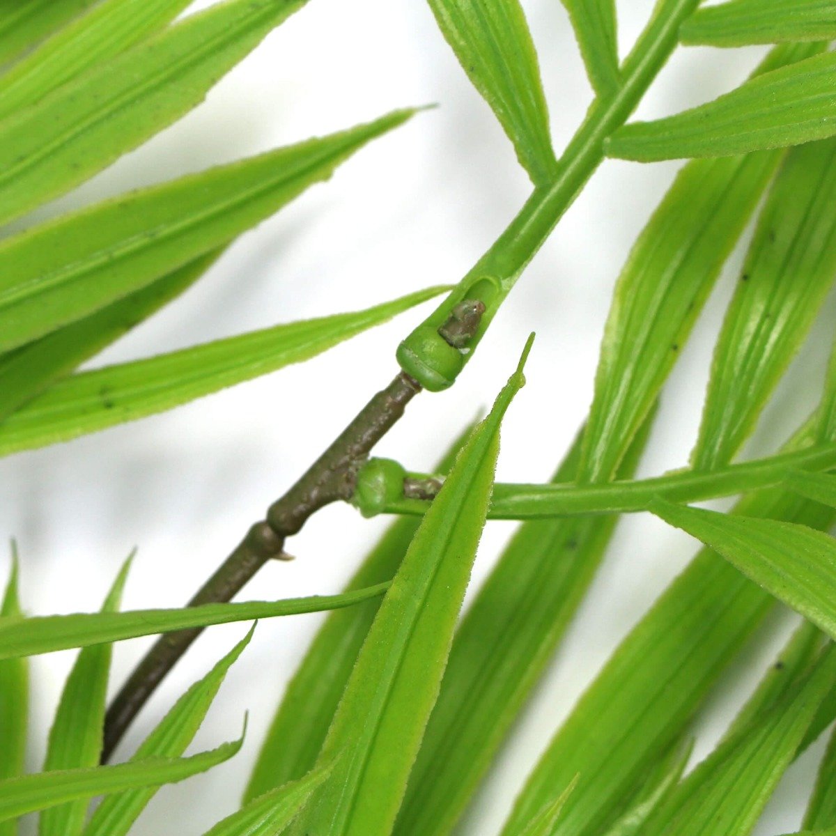 A vibrant Hanging Fresh Green Bamboo Leaf Fern, showcasing lush green leaves and a long stem, perfect for indoor and outdoor decoration.