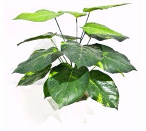 A 32cm tall artificial Lily Stem featuring bushy green foliage, perfect for floral arrangements.