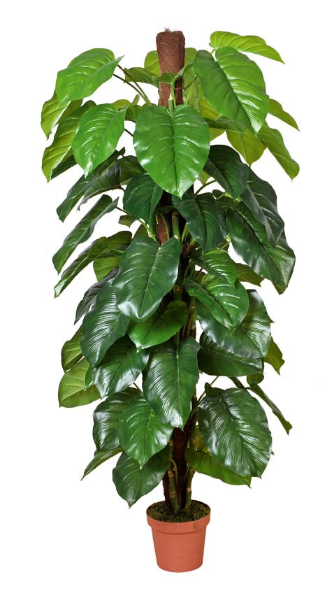 A tall Money Plant (Aureus) with lush green leaves in a basic plastic pot, measuring 185cm in height, ideal for indoor and limited outdoor use.