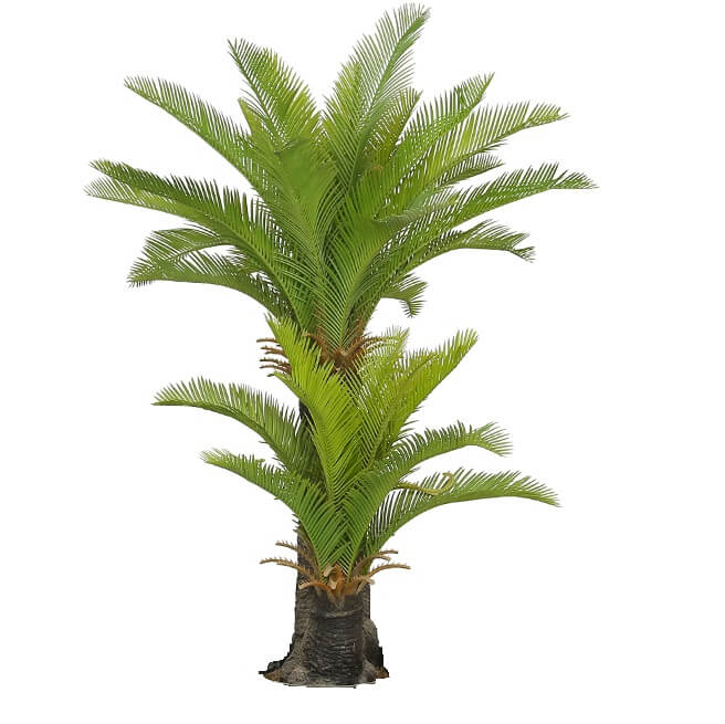 No Pot Multi Trunk Sago Cycad 130cm with lush green leaves and thick trunks, perfect for indoor or outdoor decor.