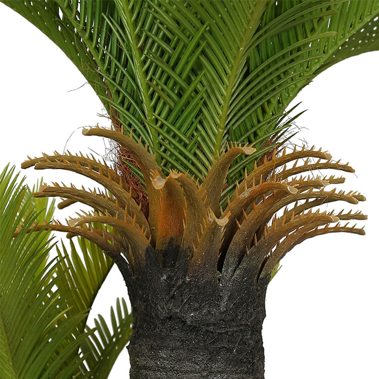 No Pot Multi Trunk Sago Cycad 130cm with lush green leaves and thick trunks, perfect for indoor or outdoor decor.