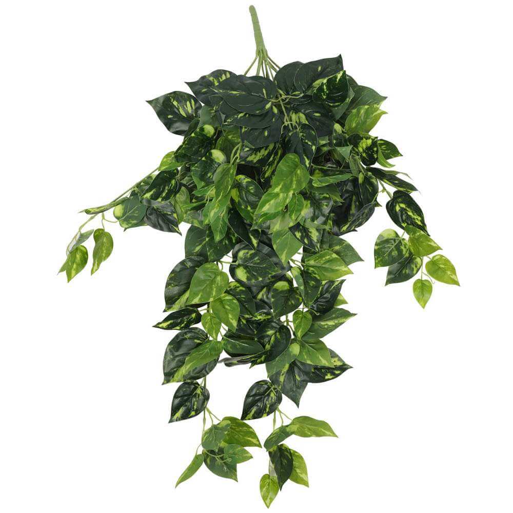 Philodendron Hanging Bush 73cm with lush green leaves, ideal for indoor decoration.