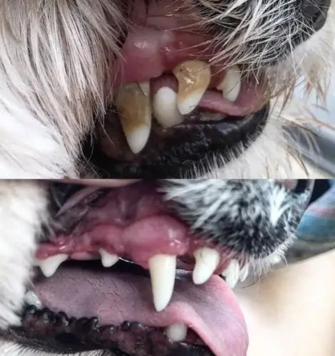 A container of Plaque Off powder, a natural seaweed supplement for dogs and cats, designed to reduce plaque and tartar buildup.