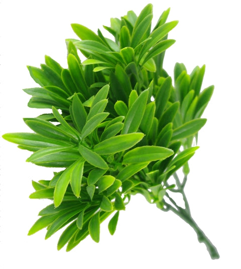 Vibrant green Rohdea Stem UV with long leaves, perfect for decoration.