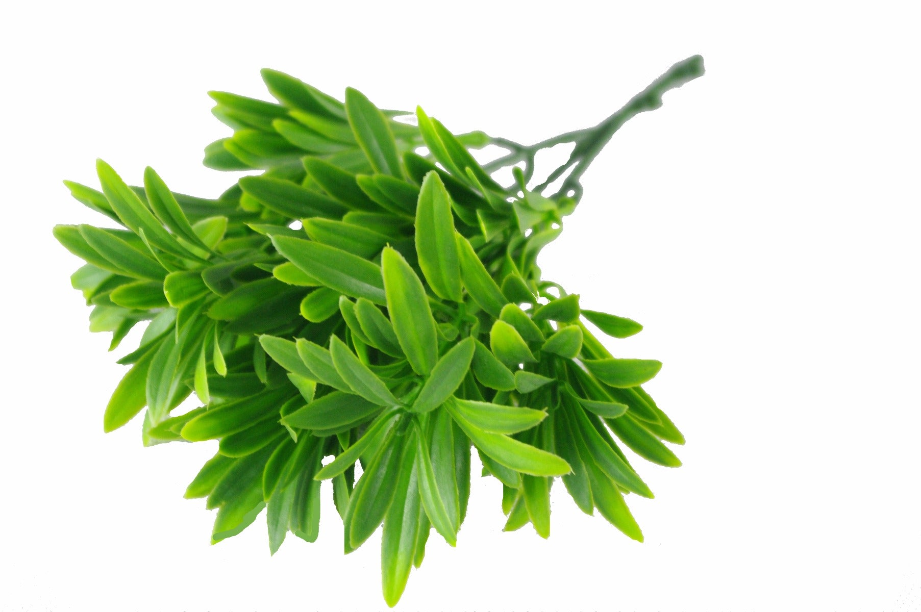 Vibrant green Rohdea Stem UV with long leaves, perfect for decoration.